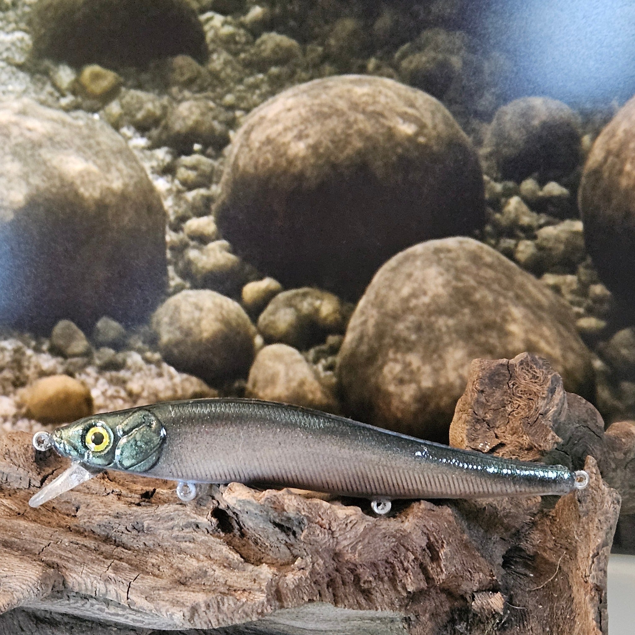 Jerk Baits and Minnows